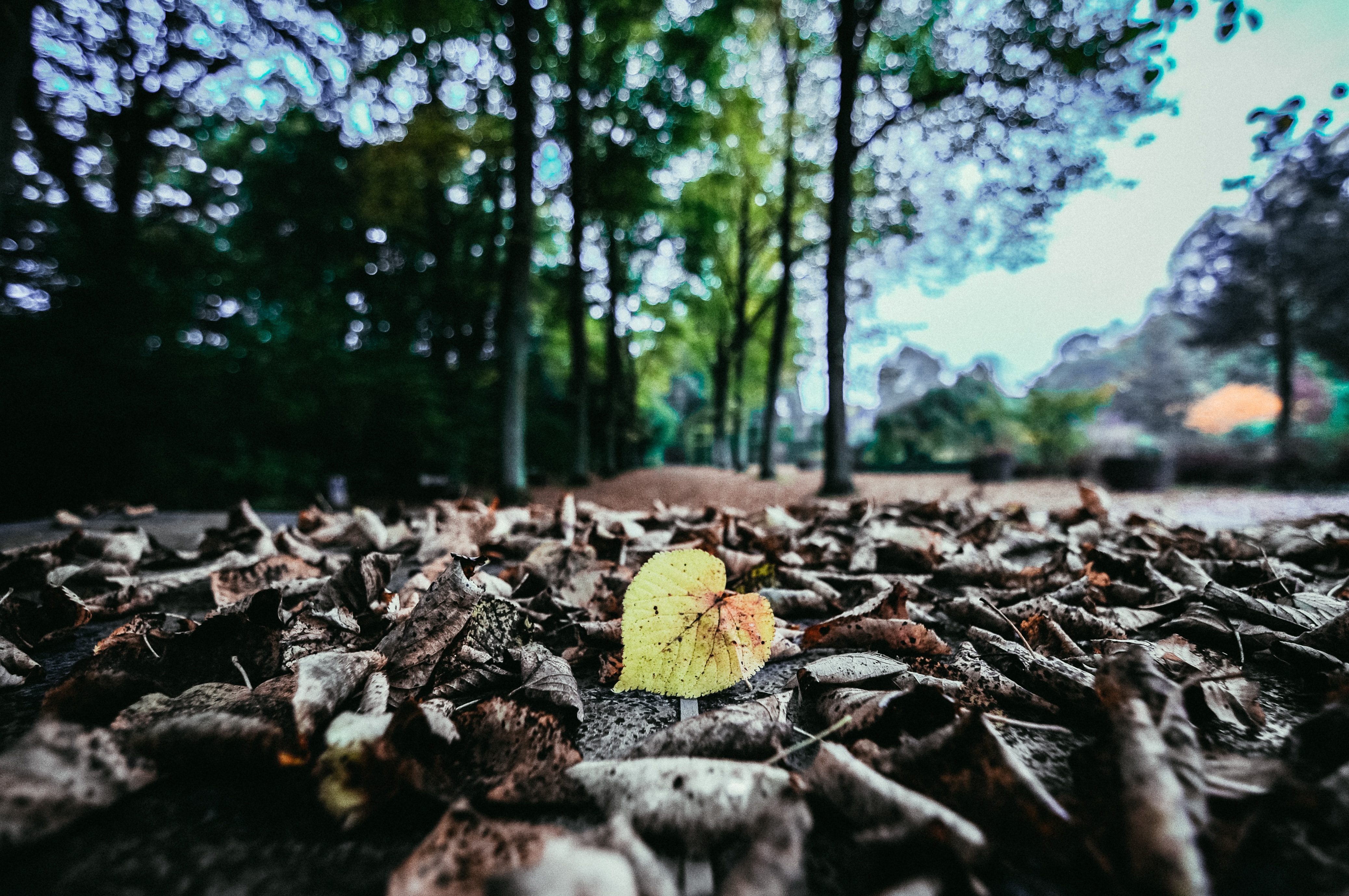 davide-ragusa-DJdkx08_4oM-unsplash